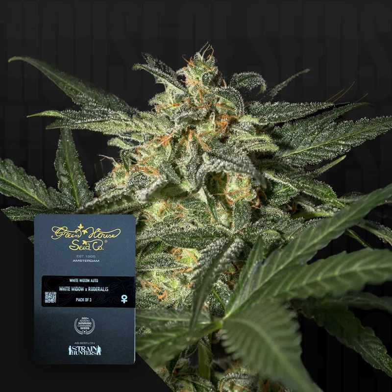 White Widow van Green House Seed Co.