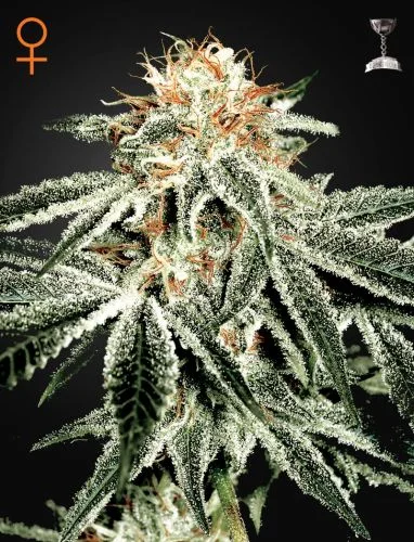 White Widow van Green House Seed Co.
