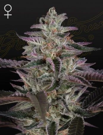 Banana Krumble van Green House Seed Co.