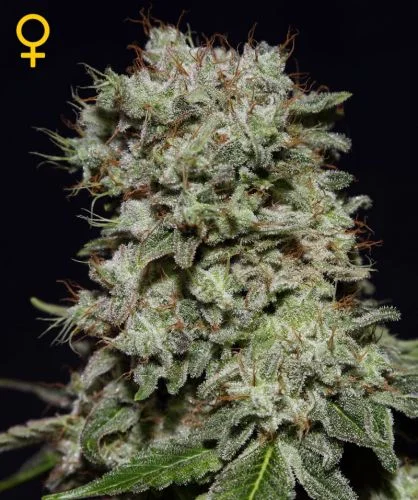 Kalashnikova van Green House Seed Co.