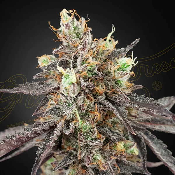 Gelato #41 X Gelato #41 van Green House Seed Co.