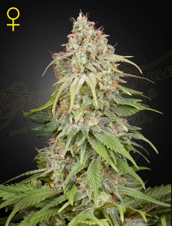 Amnesia (GHS) van Green House Seed Co.