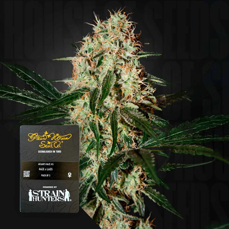 Arjans Haze #3 van Green House Seed Co.