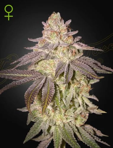 Black Toffee van Green House Seed Co.