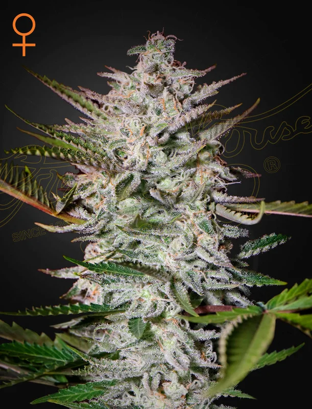 Holy Punch van Green House Seed Co.