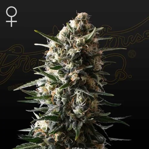 Bubba Slush van Green House Seed Co.