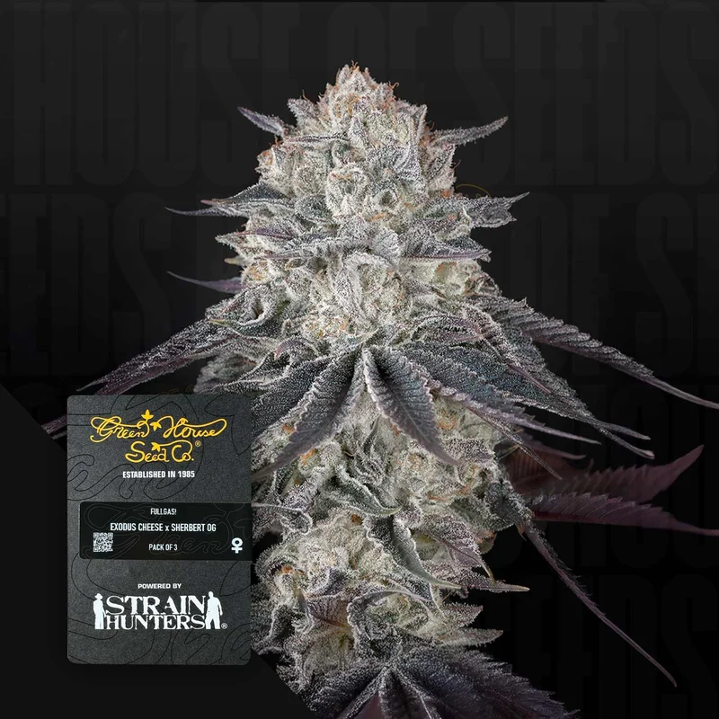 Franco's Fullgas! van Green House Seed Co.