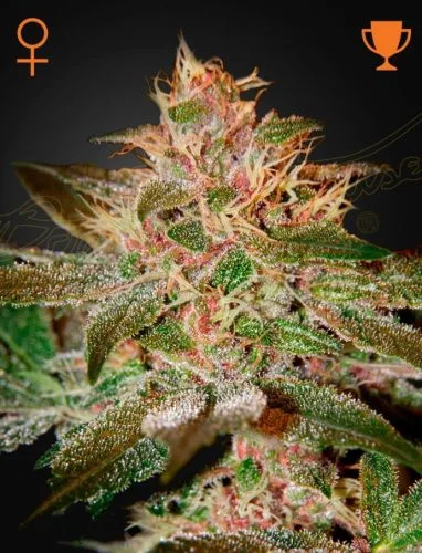 Pure Kush van Green House Seed Co.