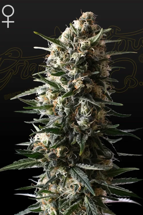 Bubba Slush van Green House Seed Co.