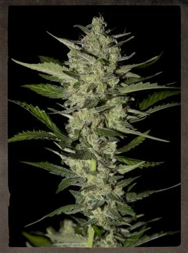 Flowerbomb Kush van Green House Seed Co.