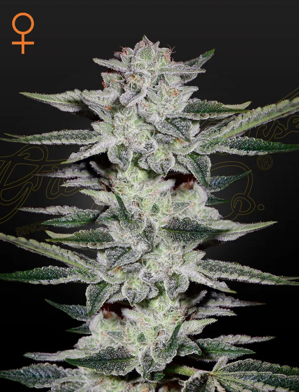 Sweet Valley Kush van Green House Seed Co.