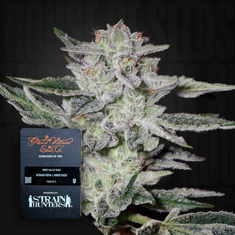 Sweet Valley Kush van Green House Seed Co.