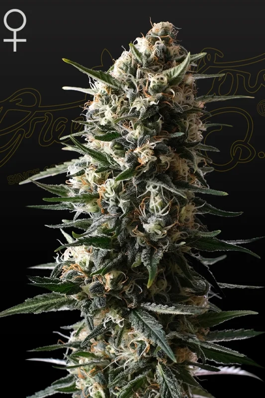 Bubba Slush van Green House Seed Co.