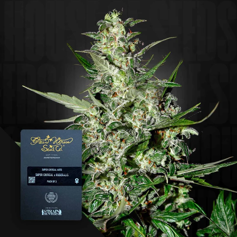 Super Critical van Green House Seed Co.