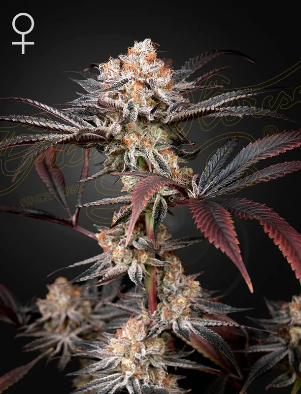 Wonder Pie van Green House Seed Co.