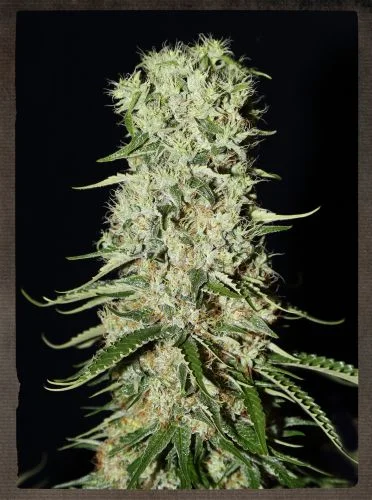 Damnesia van Green House Seed Co.