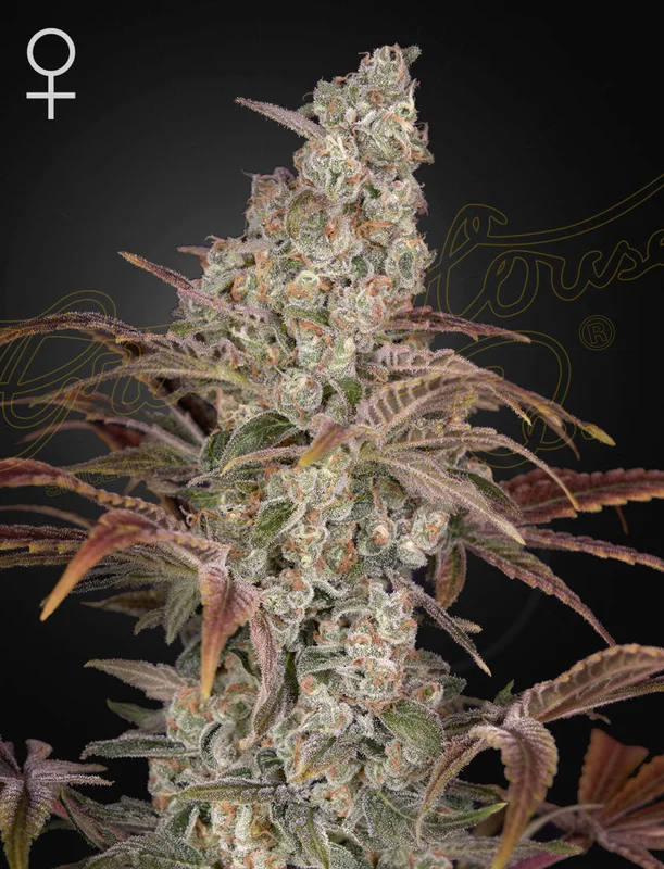 Jack's Dream van Green House Seed Co.