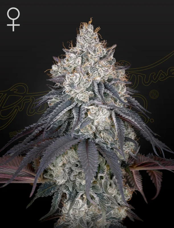 Lemon Orange van Green House Seed Co.