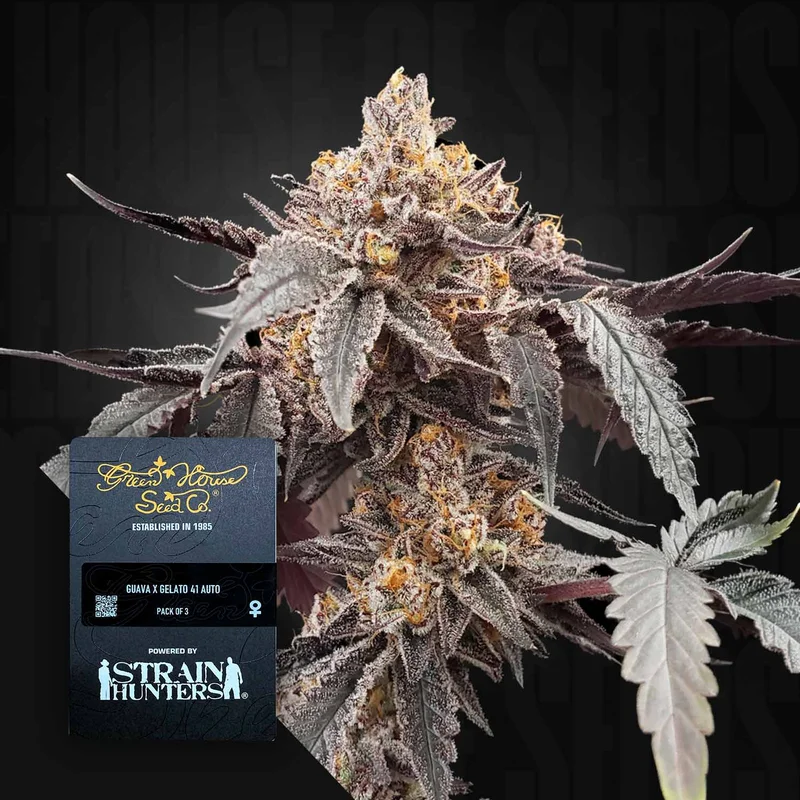 Guava X Gelato #41 van Green House Seed Co.
