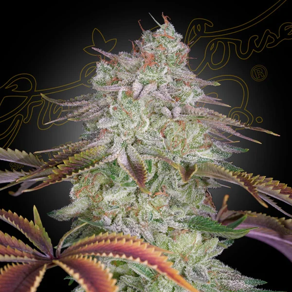 AlienZ van Green House Seed Co.
