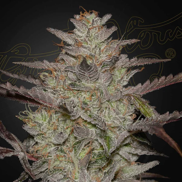 AlienZ van Green House Seed Co.