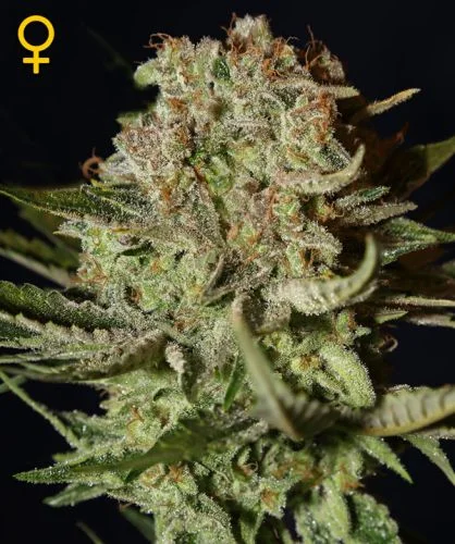 Super Bud van Green House Seed Co.
