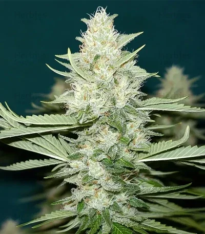 Kings Juice van Green House Seed Co.