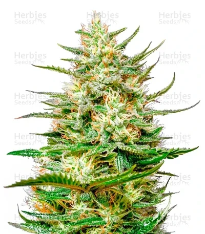 The Church CBD van Green House Seed Co.