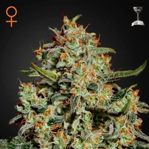 Big Bang van Green House Seed Co.