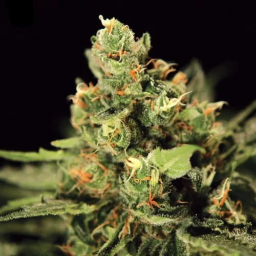 Big Bang van Green House Seed Co.