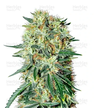 The Doctor van Green House Seed Co.