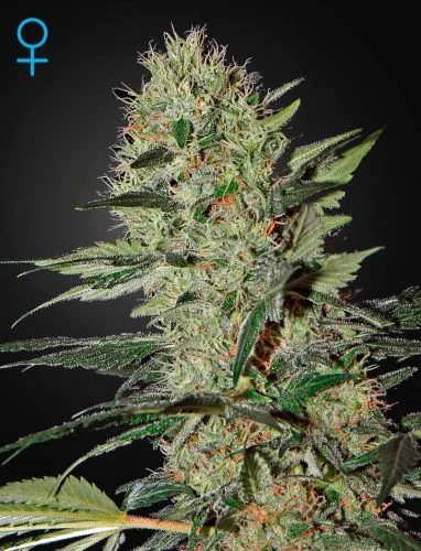 Exodus Cheese van Green House Seed Co.