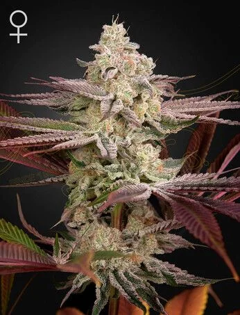 Chemical Bride van Green House Seed Co.