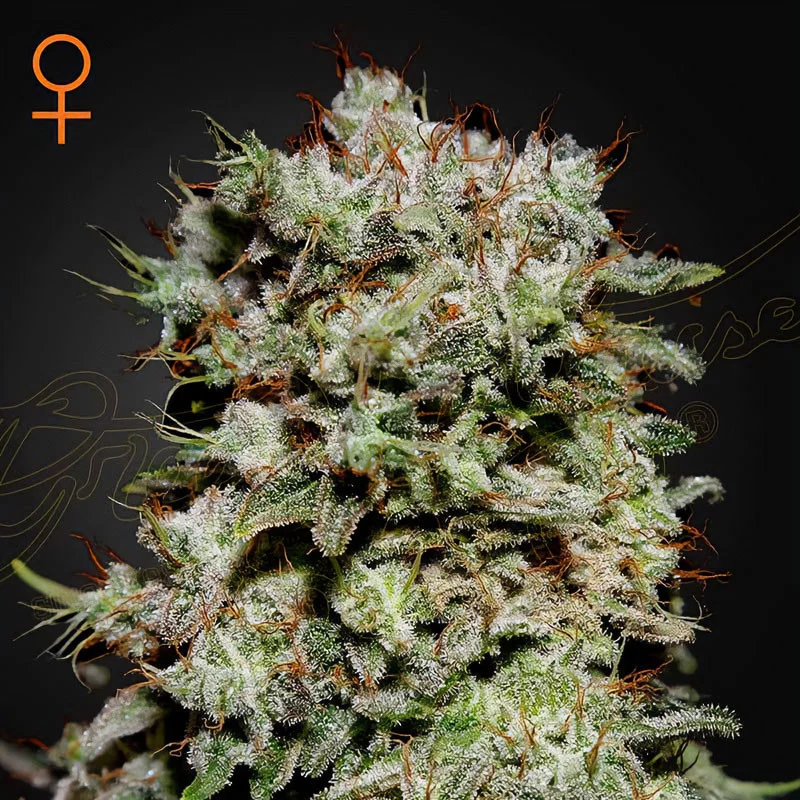 Kalashnikova van Green House Seed Co.
