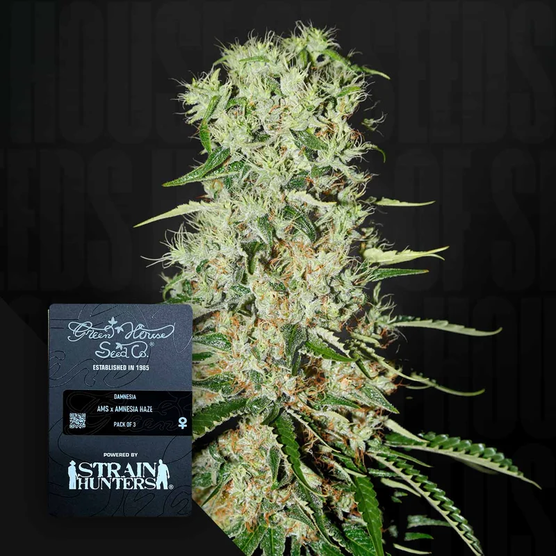 Damnesia van Green House Seed Co.