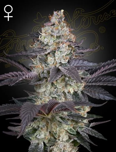 Ztrawberry van Green House Seed Co.