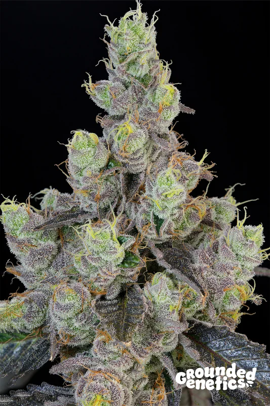 Blue Chiesel van Grounded Genetics