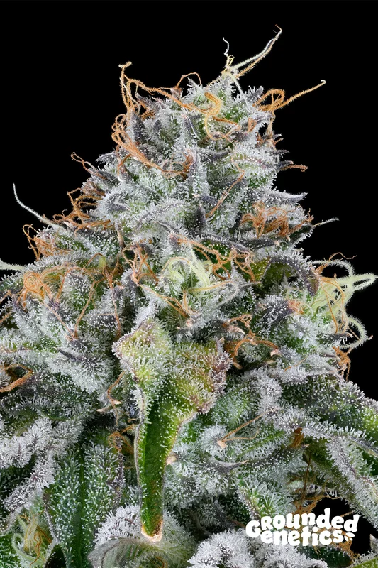 Easy Money van Grounded Genetics
