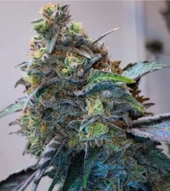 Zilk Road van Grounded Genetics