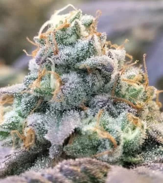 Zlurpi van Grounded Genetics