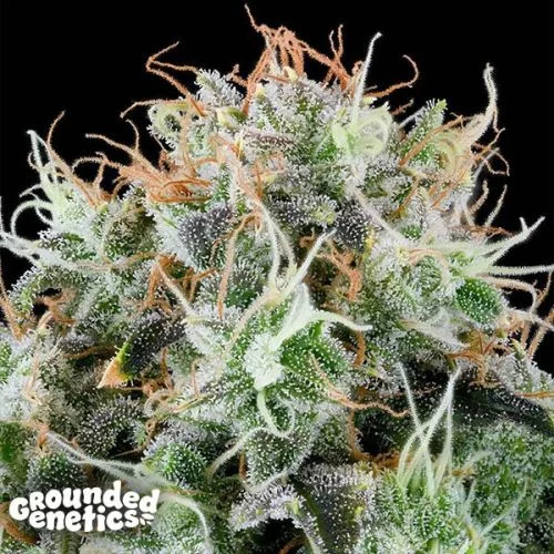 Apple Drops van Grounded Genetics