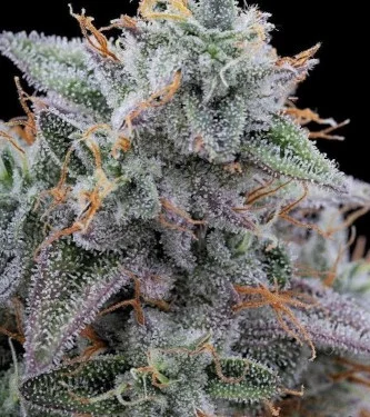 Pink Limez van Grounded Genetics