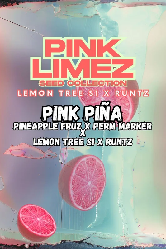 Pink Piña van Grounded Genetics
