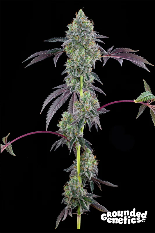 Blucci OG van Grounded Genetics