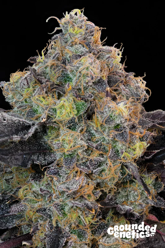 Blueberry Zkunk van Grounded Genetics