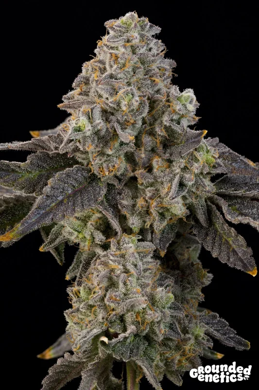 Peach Yuzu van Grounded Genetics