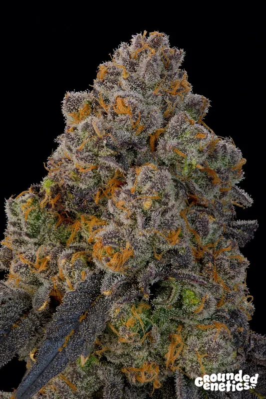 Nigiri van Grounded Genetics
