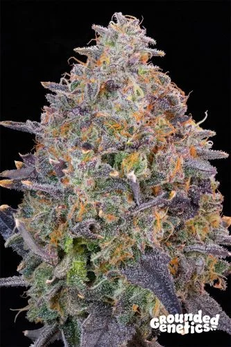 Pink Chai van Grounded Genetics
