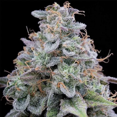 Pink Limez van Grounded Genetics