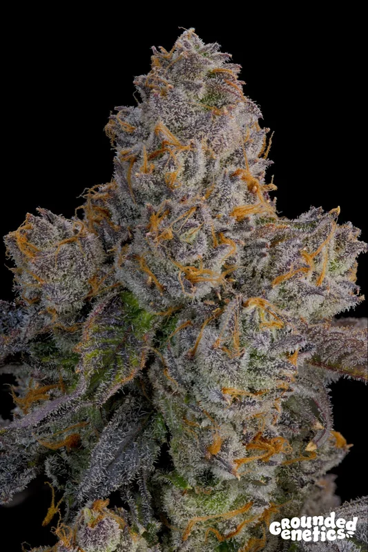 Lime Zoda van Grounded Genetics